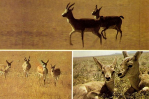 Монгольський Монгольський